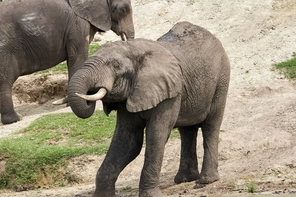 Beautiful Portrait Elephant Its Trunk Its Mouth Banks Kazinga Canal — Zdjęcie stockowe