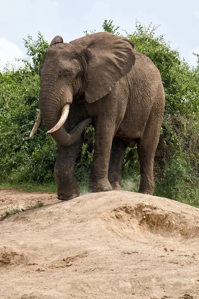 Portrait of an elephant on the water while drinking with its trunk in its mouth in the kazinga canal in uganda