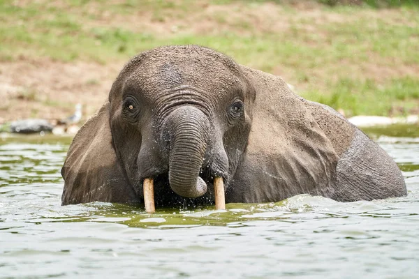 Portrait Elephant Water While Drinking Its Trunk Its Mouth Kazinga — Zdjęcie stockowe