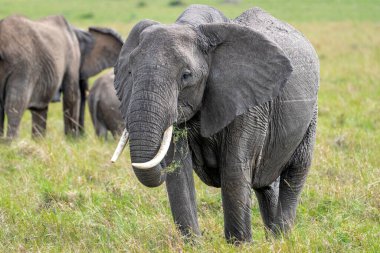 Beautiful portrait of an elephant eating grass in the Masai Mara national reserve in Kenya, Africa
