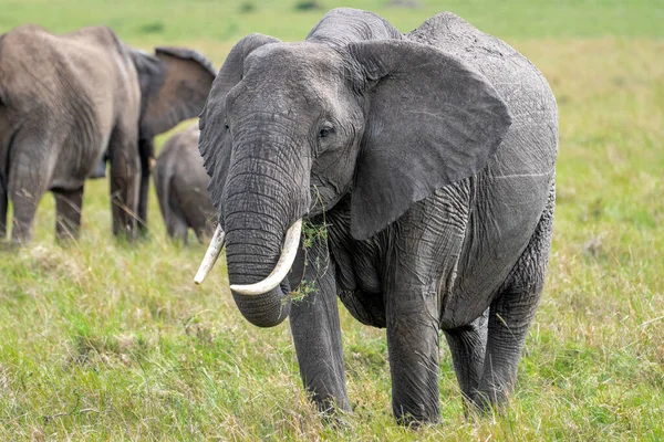 Beautiful portrait of an elephant eating grass in the Masai Mara national reserve in Kenya, Africa