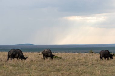Beautiful landscape with sunbeams and cloudy with water buffalo over the plain in Masai Mara national reserve, in Kenya, Africa