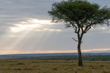 Beautiful landscape with sunbeams and cloudy with an acacia in the plain of the Masai Mara national reserve, in Kenya, Africa
