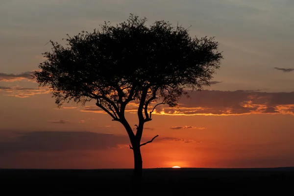 Beautiful sunset with an acacia in the masai mara nature reserve, in Kenya, Africa