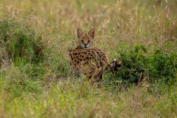 Beautiful serval cat looking back towards the camera in the Masai Mara National Reserve in Kenya, Africa