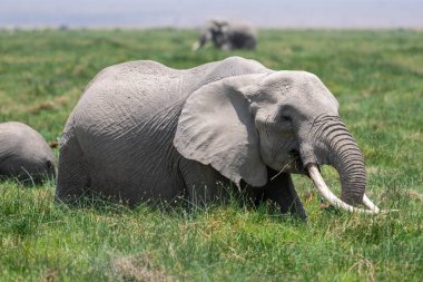 Beautiful portrait of an elephant eating in a marsh in the Amboseli national park in Kenya, Africa