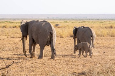 Beautiful portrait of two elephants and their baby in the Amboseli national park in Kenya, Africa