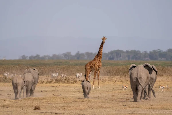 Beautiful group of elephants walking towards a carefully looking giraffe in Amboseli national park in Kenya, Africa