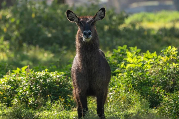 Female waterbuck looking at camera on a sunny day at sirocco wildlife sanctuary at lake naivasha in Kenya, Africa