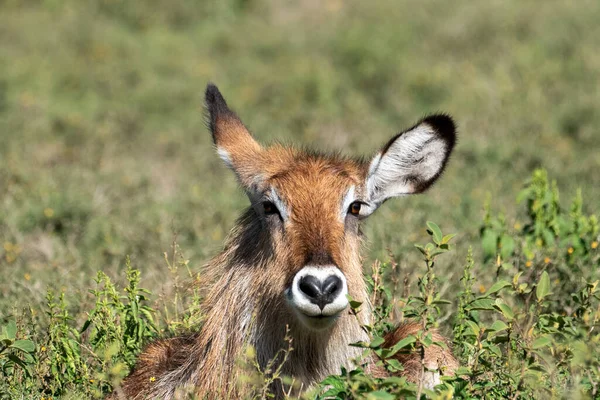 Beautiful portrait of a female waterbuck lying on the ground looking at camera at sirocco wildlife sanctuary at lake naivasha in Kenya, Africa