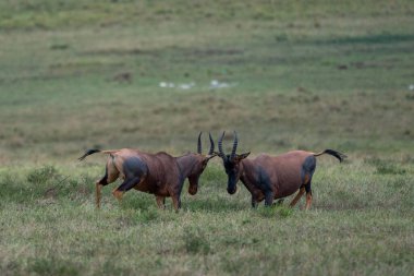 Beautiful pair of topi antelopes gaining momentum to face each other in the savannah of the Masai Mara National Reserve, in Kenya, Africa