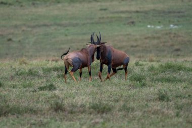 Beautiful pair of topi antelopes clash their horns playing in the savannah of the Masai Mara National Reserve, in Kenya, Africa