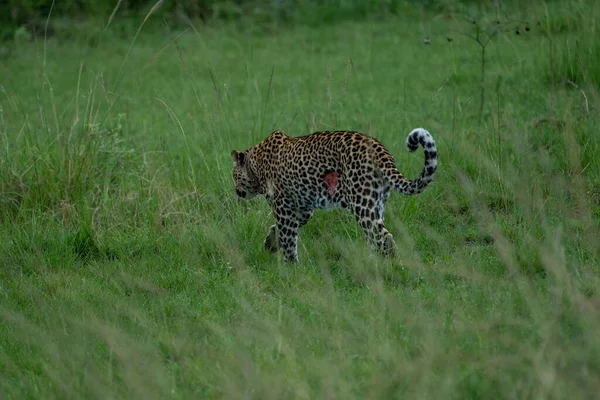Beautiful specimen of leopard wounded in a confrontation, with the side with the open wound in the queen elisabeth national park, in Uganda, Africa