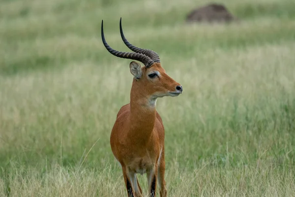 Beautiful Impala Front Portrait Looking Side National Park Uganda Africa — Stock Photo, Image