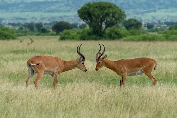 Belo Retrato Dois Impalas Desafiando Uns Aos Outros Com Olhos — Fotografia de Stock