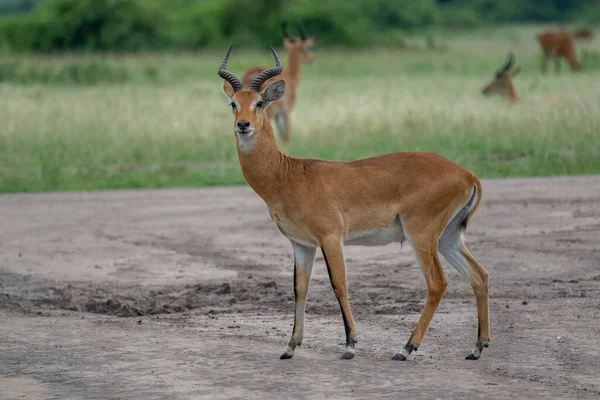 Beautiful Impala Portrait Looking Straight Ahead National Park Uganda Africa — Stock Photo, Image