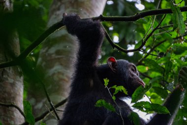 Afrika 'nın Uganda kentindeki kibale milli parkında meyve seçerken bir şempanzenin ağaç dalına tutunduğu güzel bir fotoğraf.