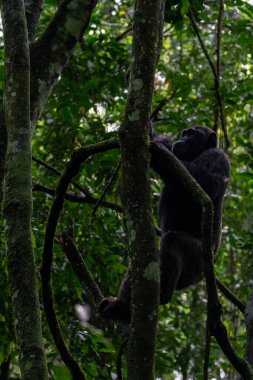 Afrika 'nın Uganda kentindeki Kibale Ulusal Parkı' ndaki bir ağacın dallarına tırmanan bir şempanzenin güzel dikey fotoğrafı.