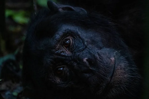 Hermoso Retrato Cara Chimpancé Parque Nacional Kibale Uganda África — Foto de Stock