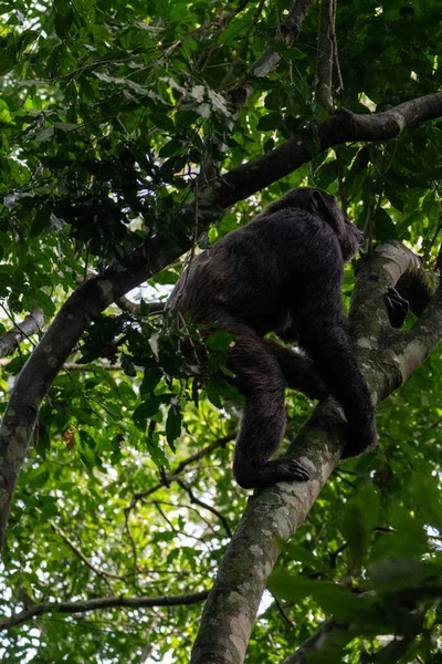 Uganda, Afrika 'daki Kibale Ulusal Parkı' ndaki bir ağaç dalına tutunan bir şempanzenin güzel dikey fotoğrafı.