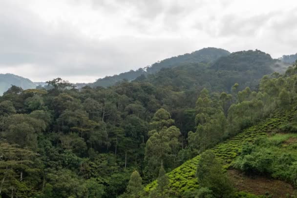 Gyönyörű Időelapszus Köd Gördül Fák Hegyek Bwindi Áthatolhatatlan Erdő Uganda — Stock videók