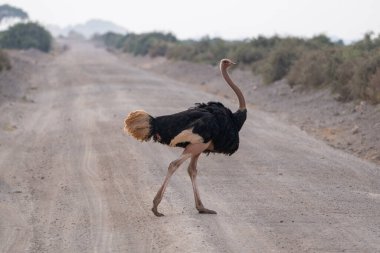 Afrika, Kenya 'daki Ambosseli milli parkında toprak yoldan geçen güzel erkek devekuşu.