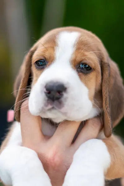 Prachtig Portret Van Een Beagle Pup Lucht Gehouden Door Hand — Stockfoto