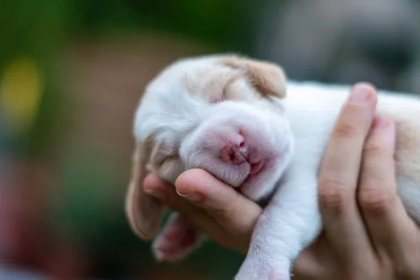Bir haftadan biraz fazla bir süredir bir kadının avucunun içinde uyuyan bebek bir av köpeğinin güzel portresi.