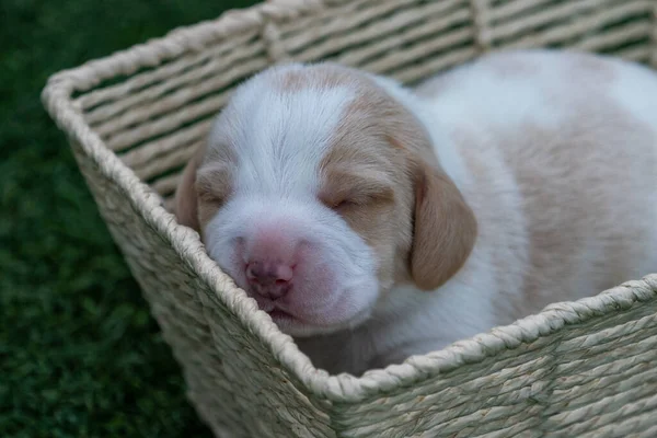 Bir haftadan biraz daha fazla bir süredir hasır bir sepetin içinde uyuyan beyaz av köpeğinin güzel portresi.