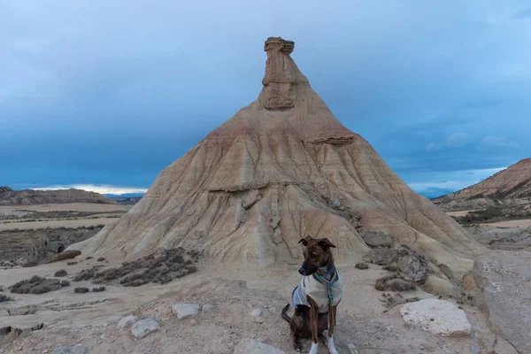 Del Castildetierra 'da Bardenas' ta ön planda bir köpekle güzel bir fotoğraf. İspanya, Navarra 'da gerçek.