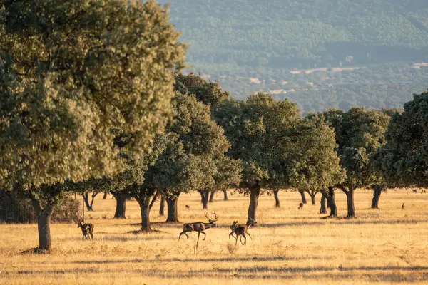 İspanya, Ciudad 'daki Cabaeros Ulusal Parkı' nda haykıran bir geyik ve meşe ormanının güzel manzarası.