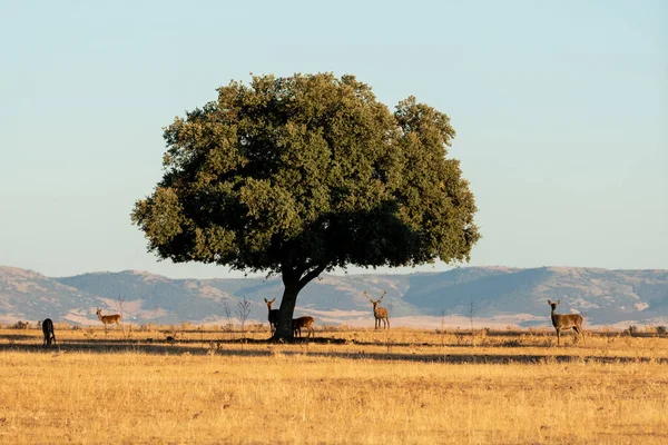 Beautiful Landscape Oak Group Deer Cabaeros National Park Ciudad Real — Stock Photo, Image