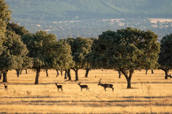 İspanya 'nın Ciudad Real kentindeki Cabaeros Ulusal Parkı' nda çığlıklar atan bir geyik ve holm meşesi manzarası.