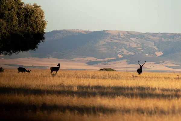 Beautiful Landscape Oak Silhouettes Deer Bellowing Cabaeros National Park Ciudad — Stock Photo, Image