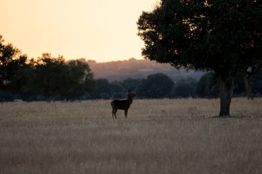 İspanya 'nın Ciudad Real kentindeki Cabaeros Ulusal Parkı' nda gün batımında başlayan başka bir erkekle karşılaştıktan sonra boynuzları kopmuş bir erkek geyikle güzel bir manzara.