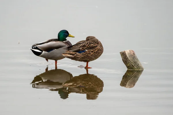 Prachtig Portret Van Een Paar Eenden Wilde Eenden Met Man — Stockfoto