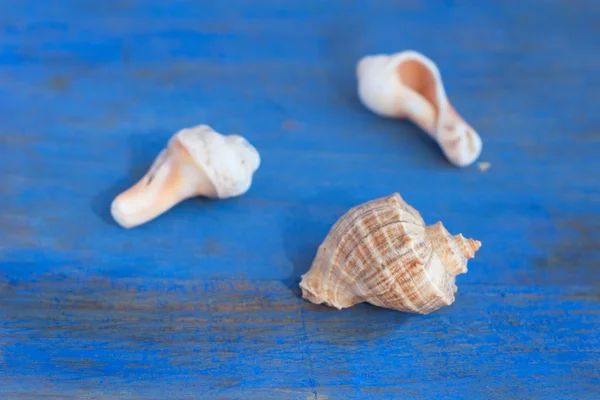 Seashels on the blue board — Stock Photo, Image