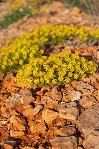 Small bushs yellow flowers on the stones — Stock Photo, Image