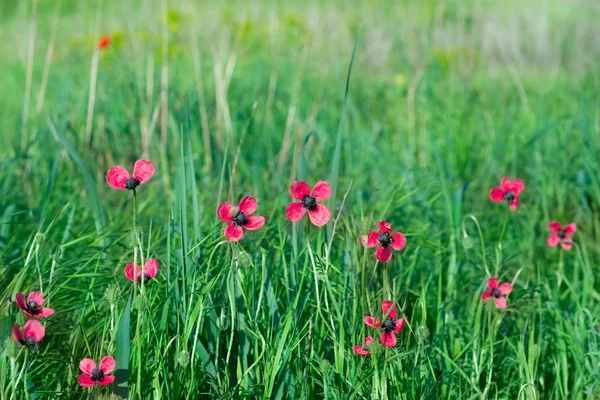 Rode wilde bloemen onder groen gras — Stockfoto