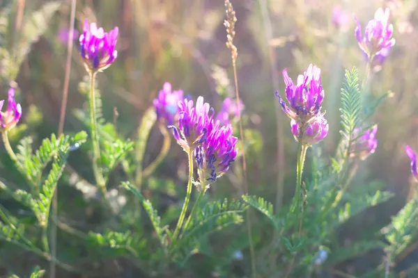 Violeta flores silvestres en la luz del sol — Foto de Stock