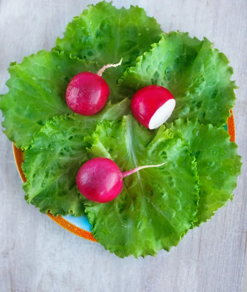 Garden radishes on the leafs lettuce — Stock Photo, Image