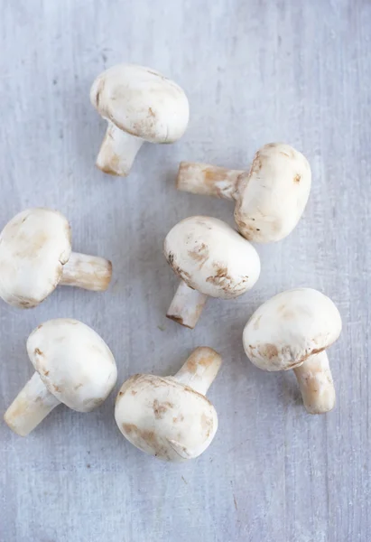 Mushrooms scattered on a white background — Stock Photo, Image