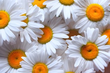 arka plan ile parlak yaz camomiles