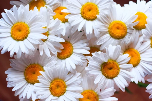 Molti fiori estivi - camomilla — Foto Stock
