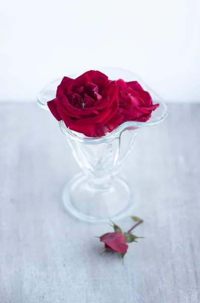 Racimo de rosas rojas en el vidrio — Foto de Stock
