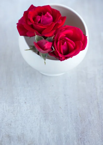Roses in the white round plate — Stock Photo, Image