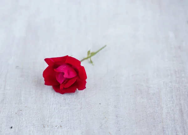 One red rose on the white wood board — Stock Photo, Image