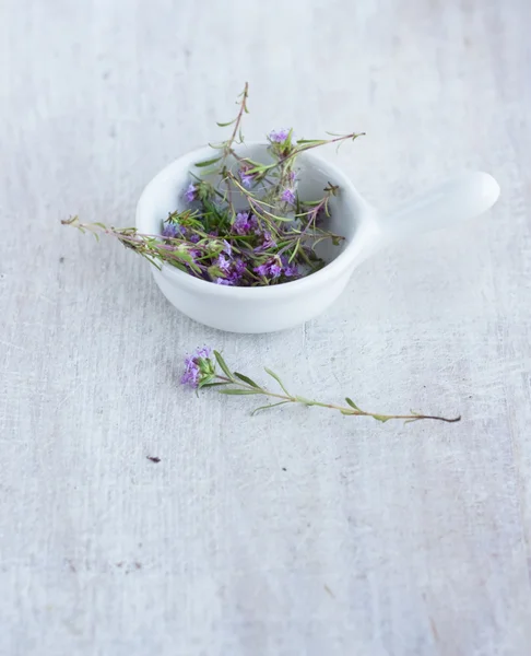 Tomillo hierba medicinal en el plato de porcelana blanca — Foto de Stock