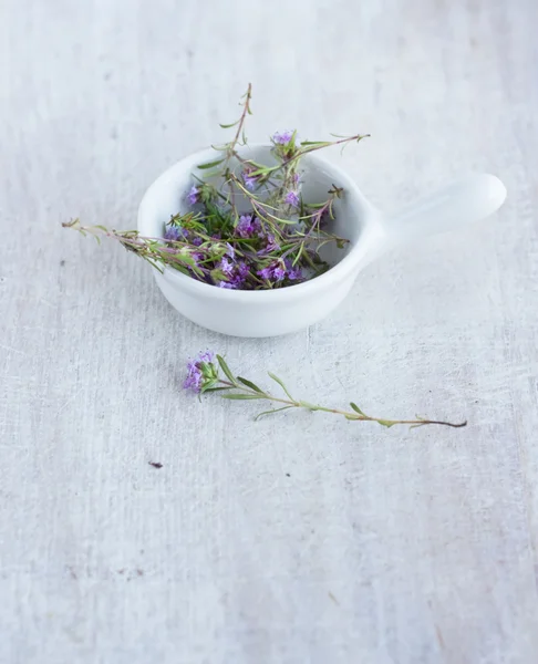 Heilkräuterthymian im weißen Porzellanteller — Stockfoto