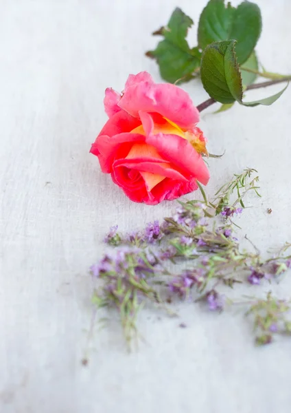 Pink rose and wild flowers thyme — Stock Photo, Image